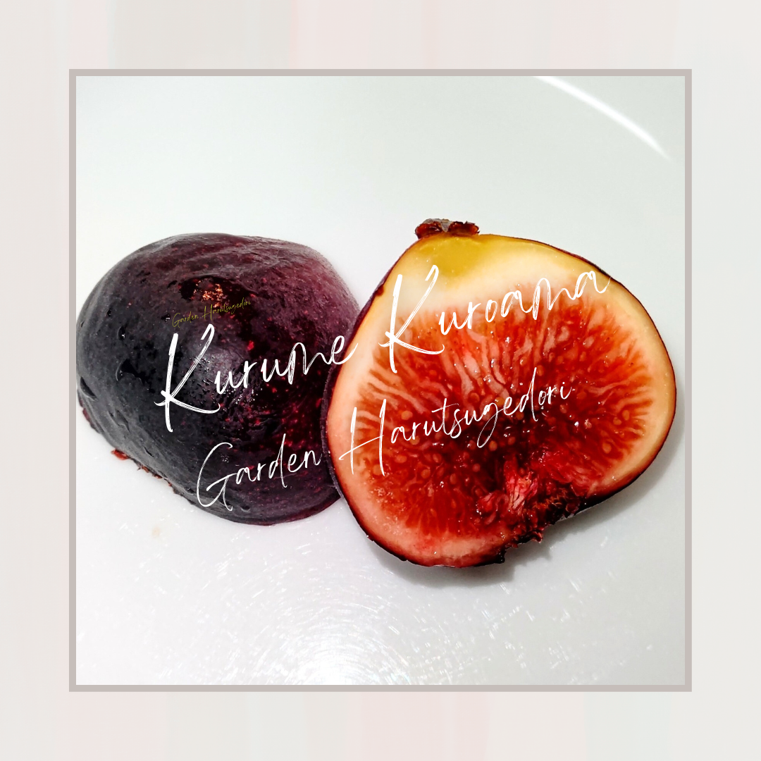 久留米くろあま